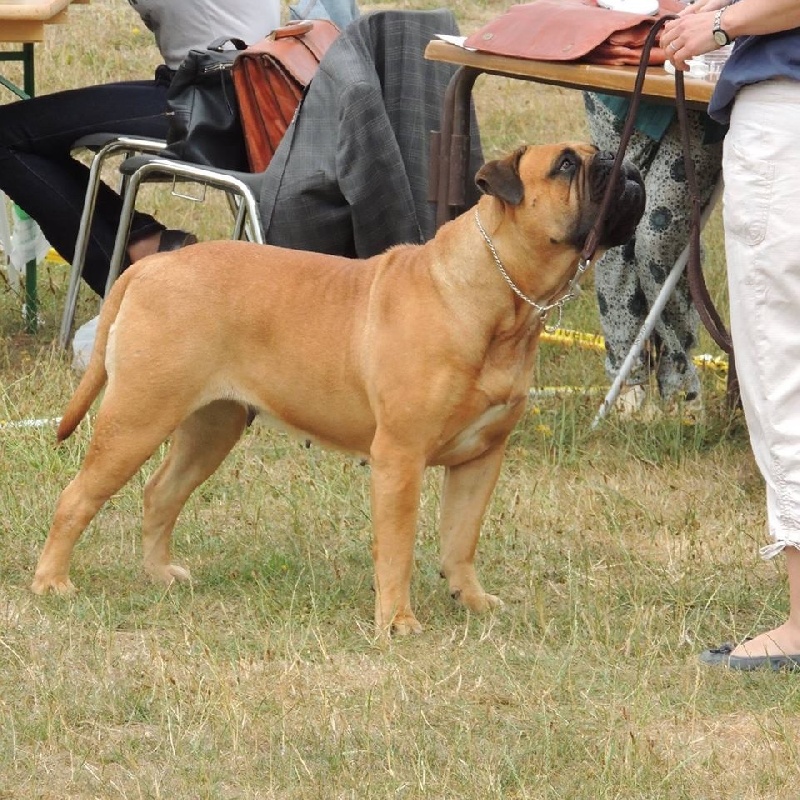 CH. i bulli di pianura Hotter than july - 1ere EXC CACS Meilleur de Race