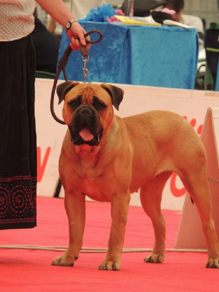 CH. i bulli di pianura Hotter than july - 4ème EXC