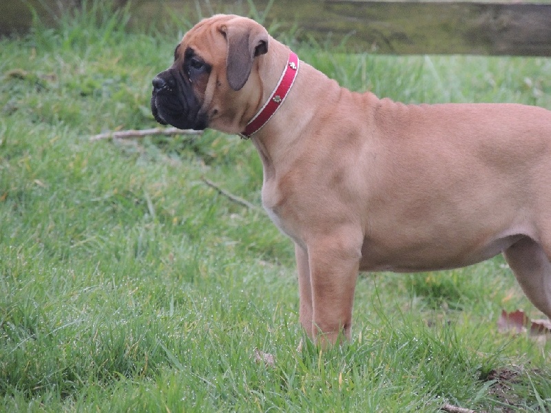 CH. i bulli di pianura Hotter than july - Très prometteur