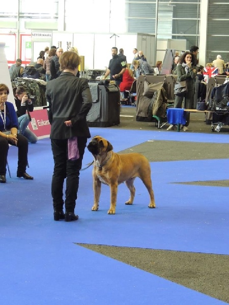 CH. i bulli di pianura Hotter than july - 1ere EXC CAC - RCACIB