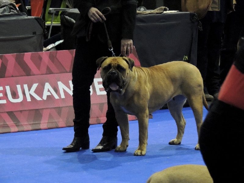 CH. i bulli di pianura Hotter than july - 2ème Excellent