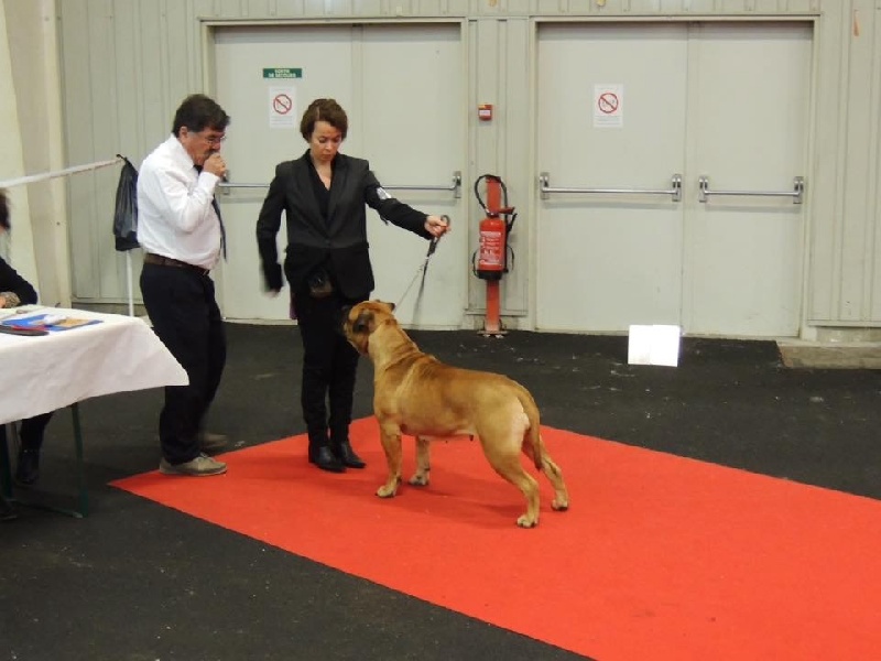 CH. i bulli di pianura Hotter than july - 1ere EXC CACS CACIB BOS