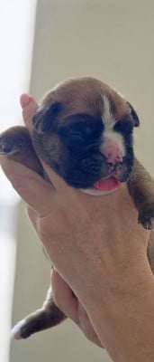 Les chiots de Boxer
