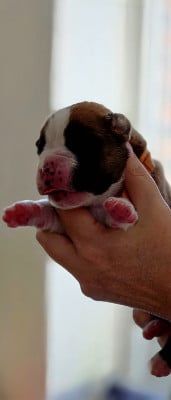 Les chiots de Boxer