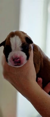 Les chiots de Boxer