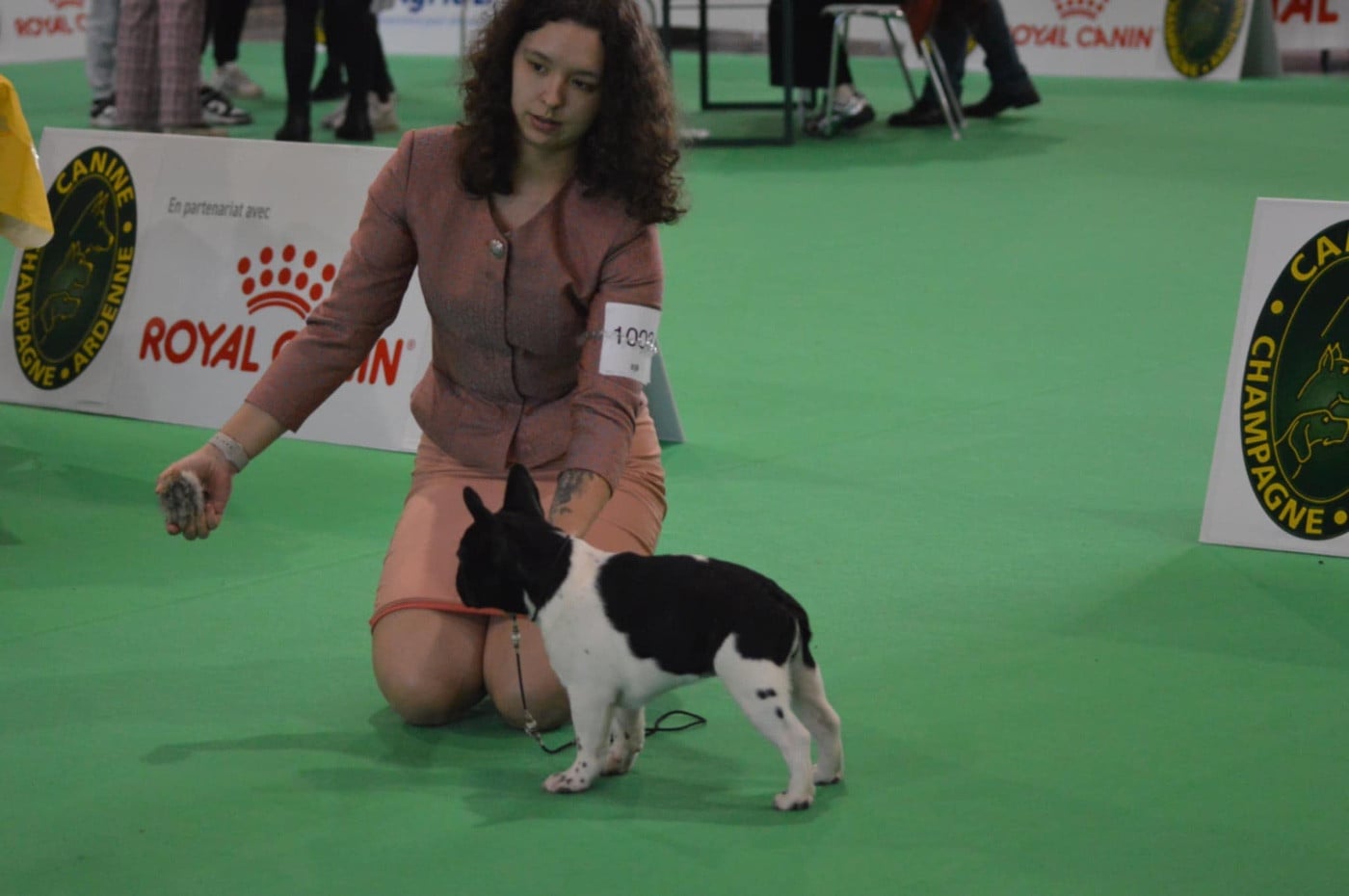 ARDALION IMPERIUS Du Bel Atour - CW TRÈS PROMETTEUR BOS BABY