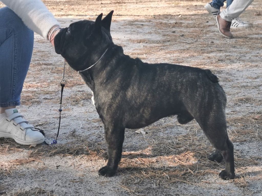 O charlie love prince De L'Idylle Sacrée - 3 EME EXC / 11 + TAN + CONFIRMATION