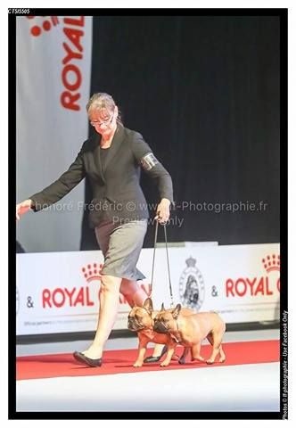 CH. blum's little flowers Cape diem - EXC NON CLASSEE