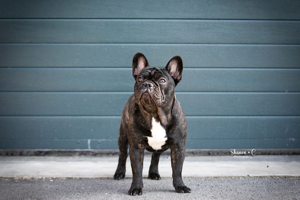 O charlie love prince De L'Idylle Sacrée - CW 1ER TP MEILLEURE MALE PUPPY