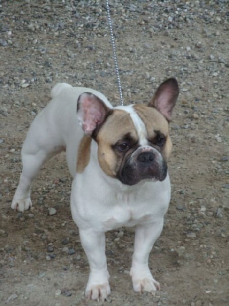 Gandor du Temple Sacré d'héloïse - 2EME TRES BON