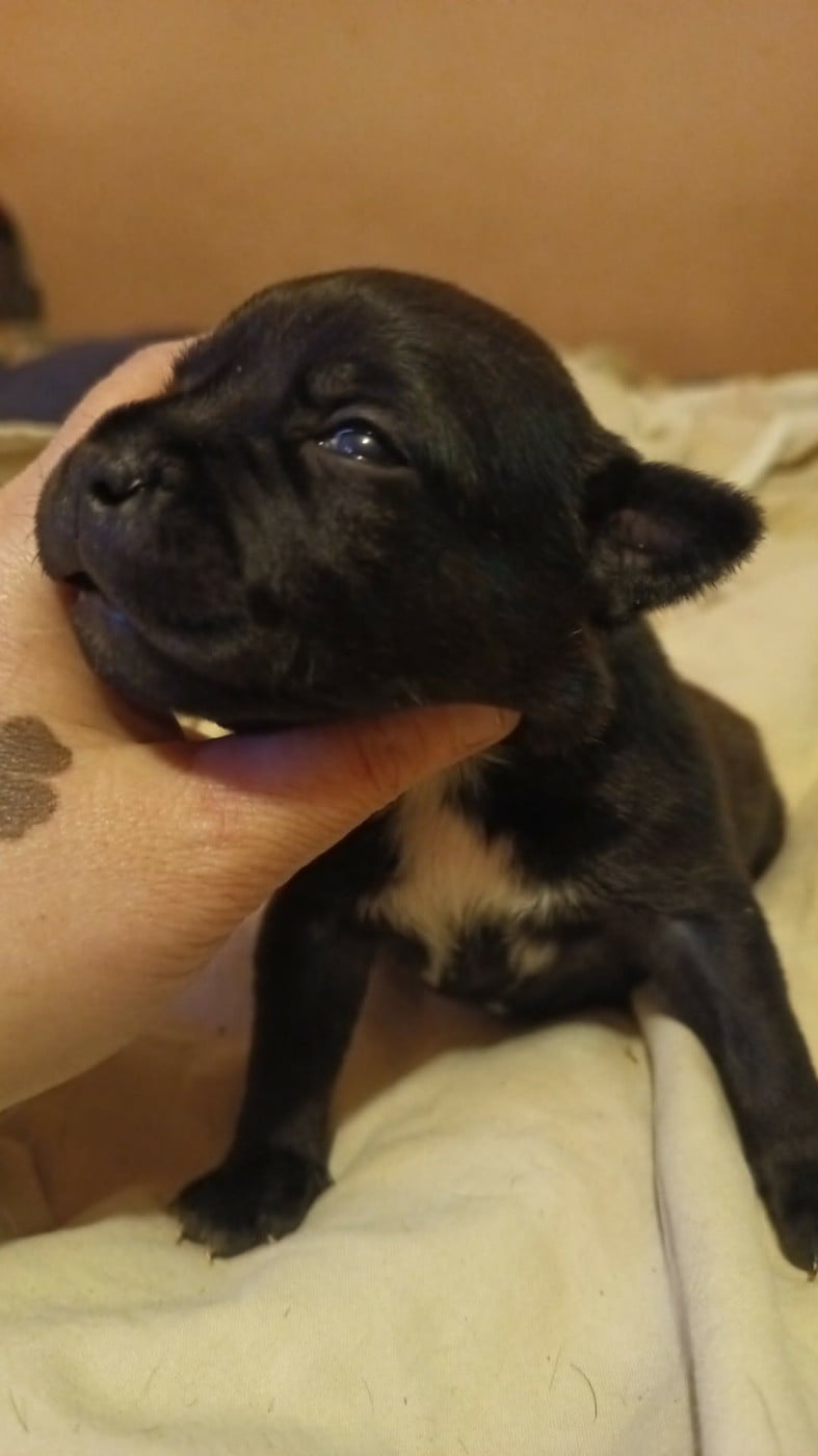 Chiot N°4 - Staffordshire Bull Terrier