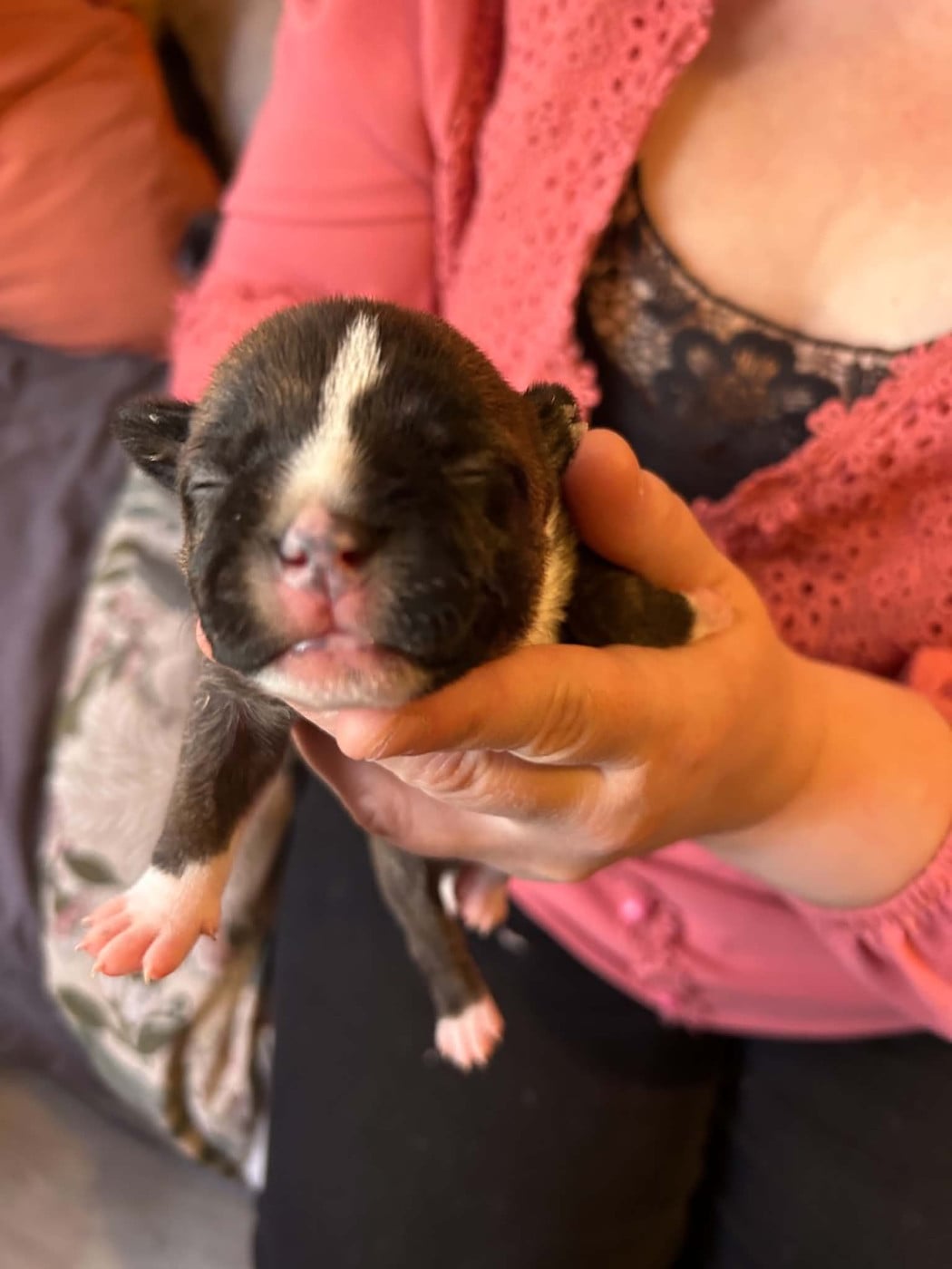Chiot N°4 - Staffordshire Bull Terrier