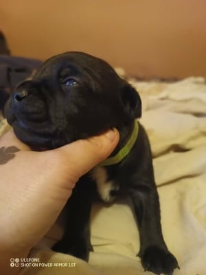 Les chiots de Staffordshire Bull Terrier