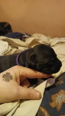 Les chiots de Staffordshire Bull Terrier