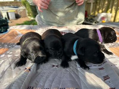 Les chiots de Staffordshire Bull Terrier