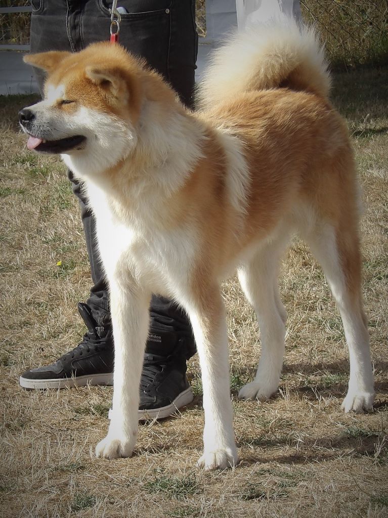 N'pacha Des Fideles Akita Ken - 1er Excellent + Meilleur Jeune