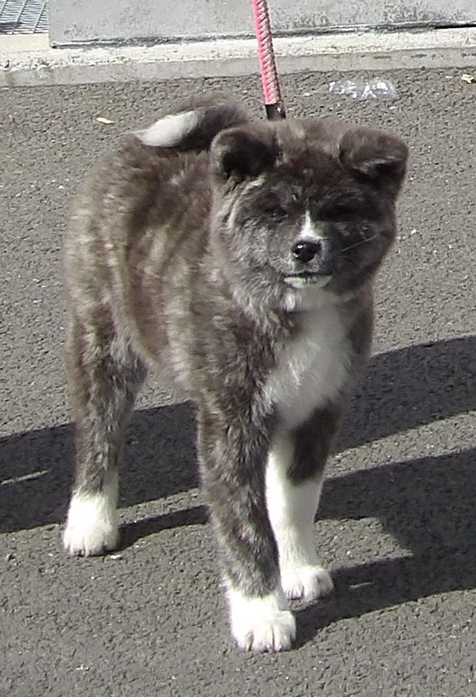 Narumi no jinsei go Des Fideles Akita Ken - Tres Prometteur