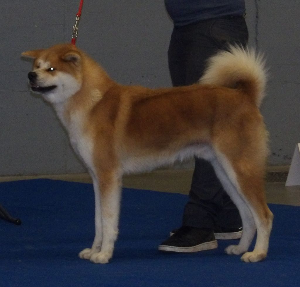 N'pacha Des Fideles Akita Ken - 1er Excellent