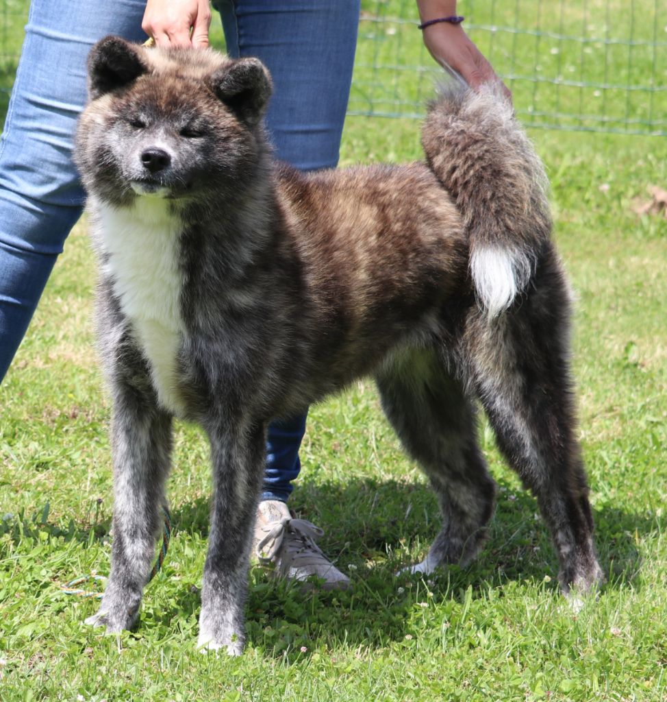 O'takatorame go Des Fideles Akita Ken - Très Prometteur