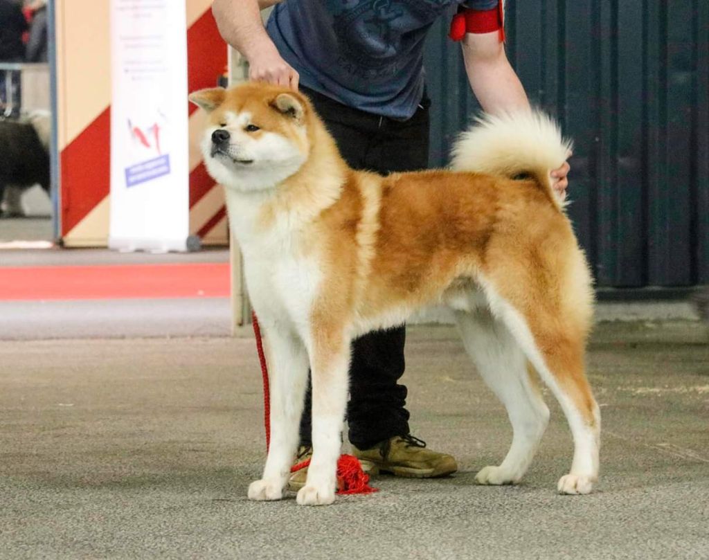 N'pacha Des Fideles Akita Ken - 3ieme Excellent