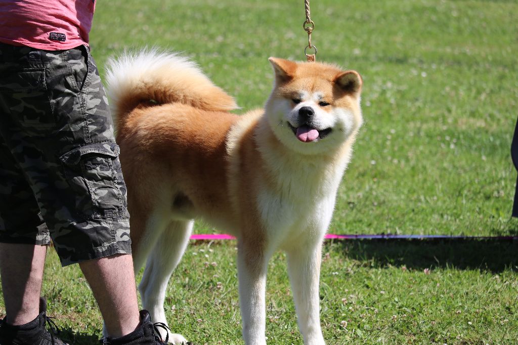 N'pacha Des Fideles Akita Ken - 1er Excellent