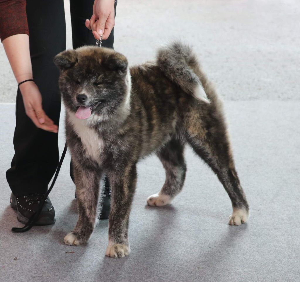 O'takatorame go Des Fideles Akita Ken - Très Prometteur