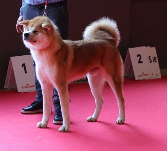 N'pacha Des Fideles Akita Ken - 1er Excellent