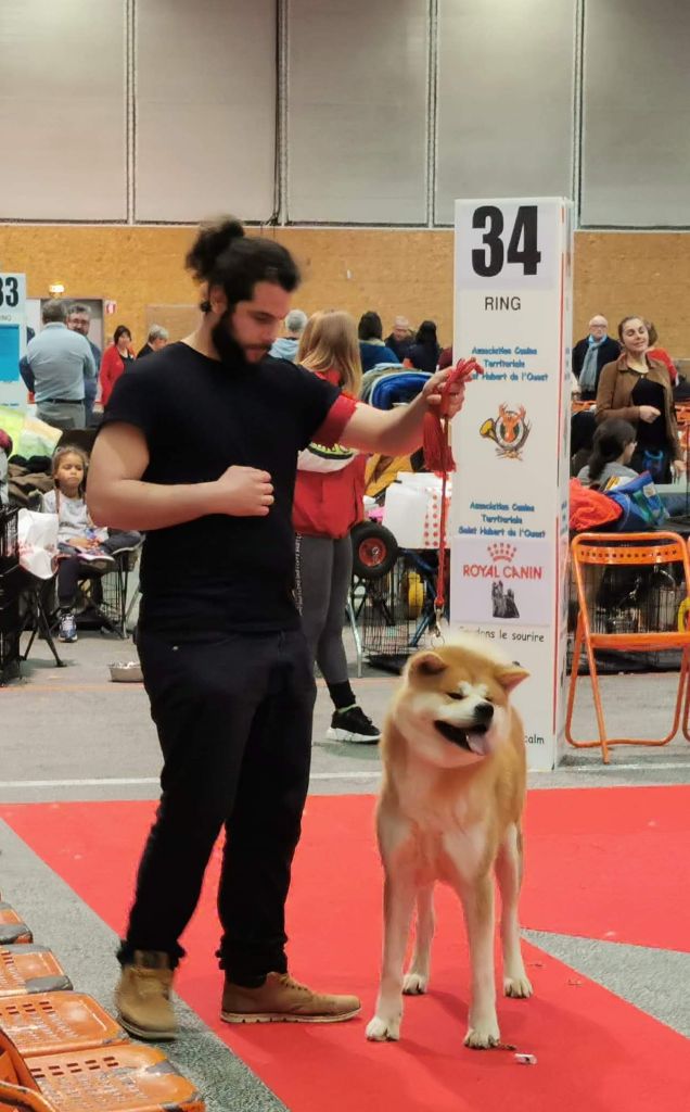 N'pacha Des Fideles Akita Ken - 1er Excellent + CACS