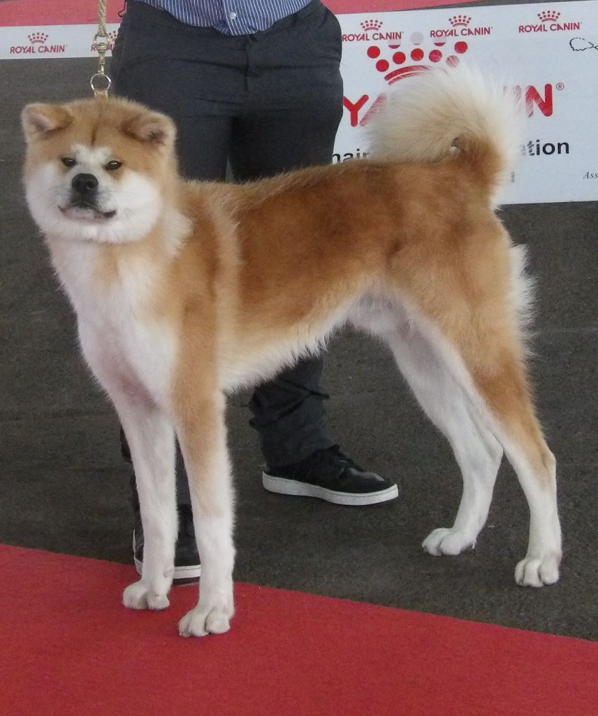 N'pacha Des Fideles Akita Ken - 3ieme Excellent