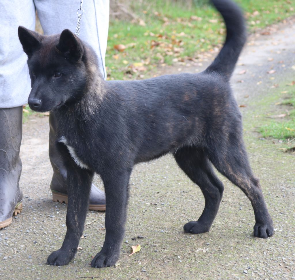 A'karube go Des Fideles Akita Ken - 1er Très Prometteur + Meilleur Baby