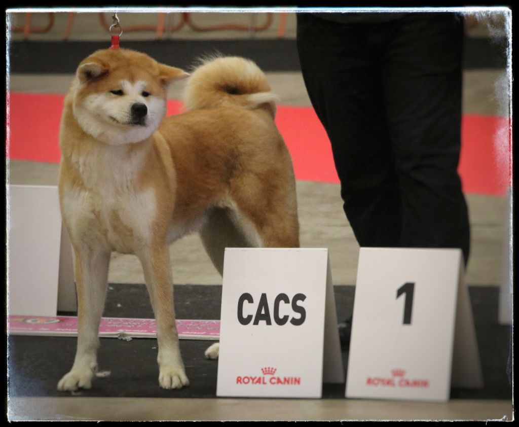 N'akira go Des Fideles Akita Ken - 1er Excellente + RCACIB + CACS