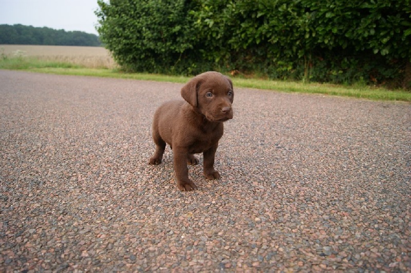 Chiot Labrador Retriever, mâle disponible en Ile De France