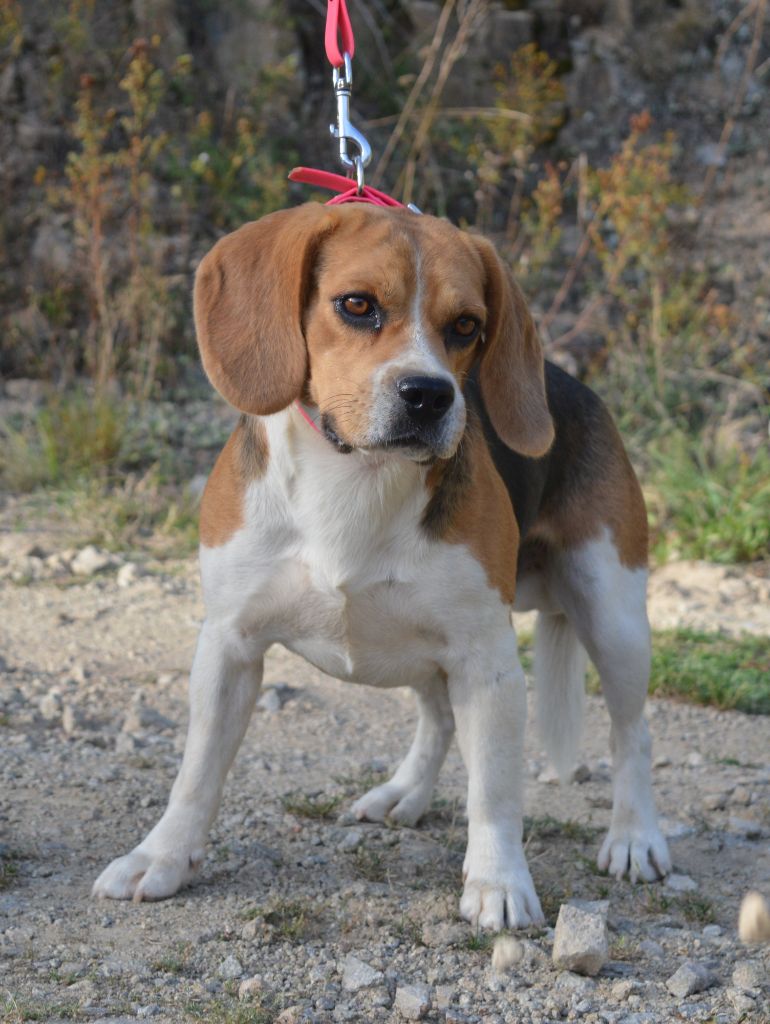 Saphir Du Petit Faubourg