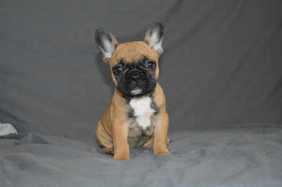 Les chiots de Bouledogue français
