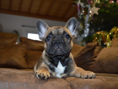 Les chiots de Bouledogue français