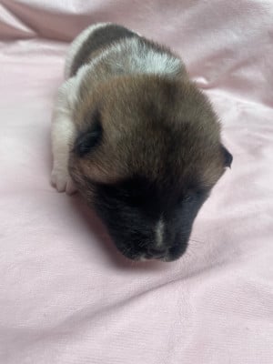 Les chiots de Akita americain
