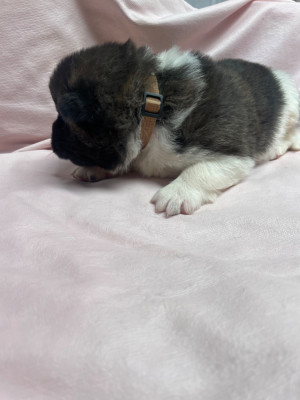 Les chiots de Akita americain