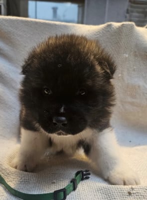 Les chiots de Akita americain