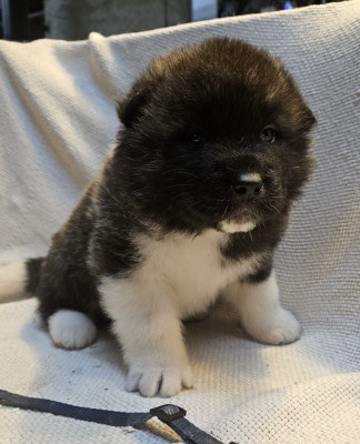 Les chiots de Akita americain