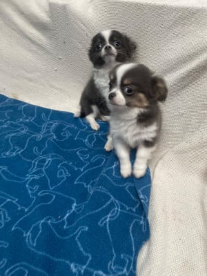 Les chiots de Chihuahua