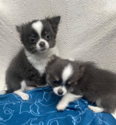 Les chiots de Chihuahua