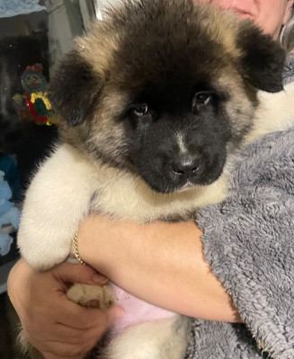 Les chiots de Akita americain