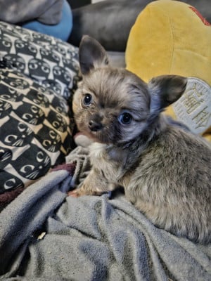 Les chiots de Chihuahua