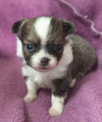 Les chiots de Chihuahua