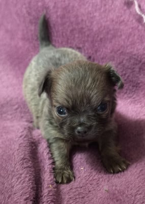 Les chiots de Chihuahua