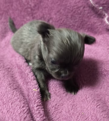 Les chiots de Chihuahua