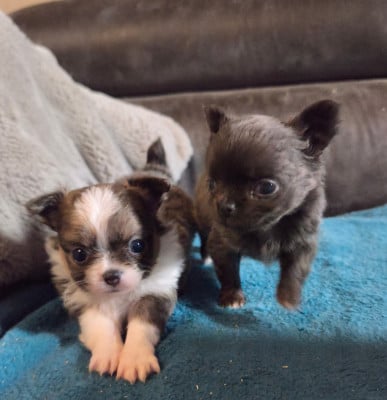 Les chiots de Chihuahua
