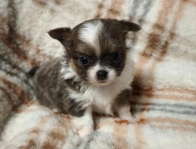 Les chiots de Chihuahua