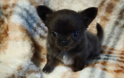 Les chiots de Chihuahua