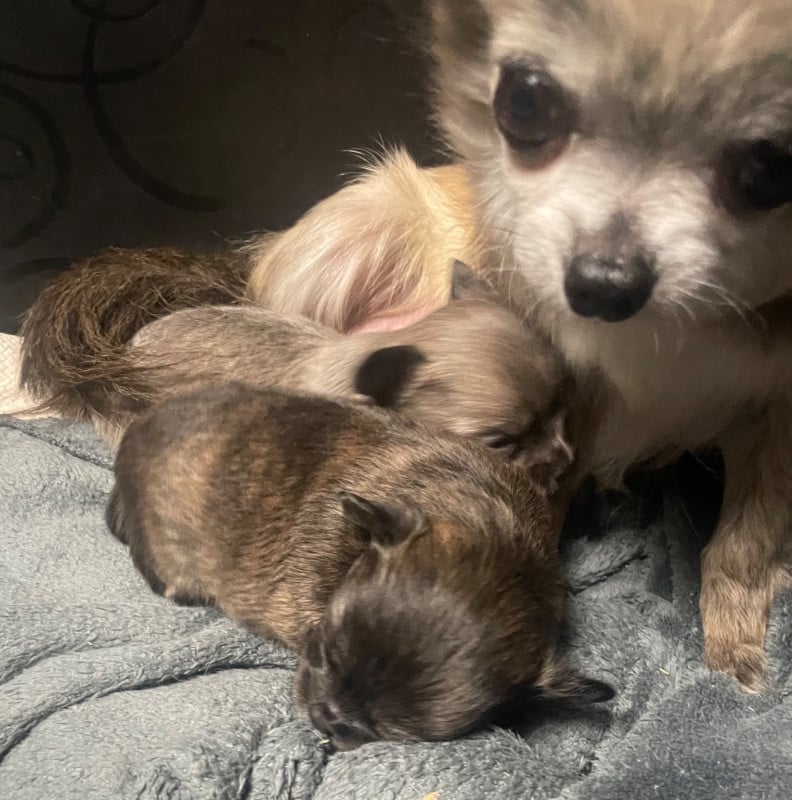 Chihuahua - Du Croc Mignon De La Grotte